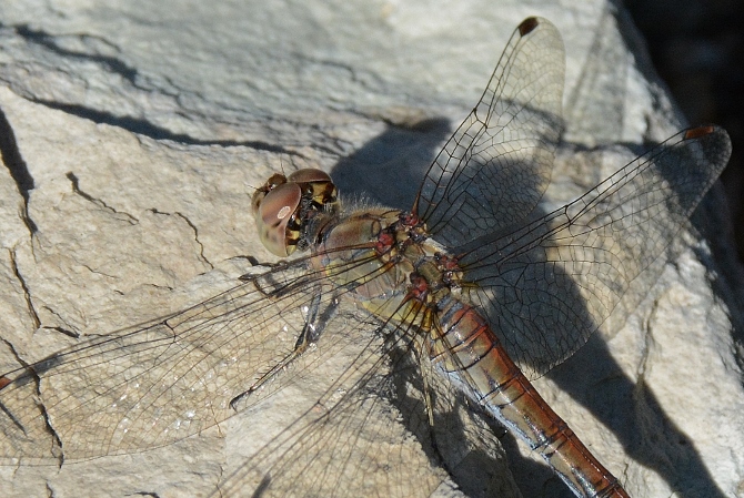 Sympetrum striolatum o meridionale ? S. striolatum, femmina
